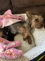 Girl, a female Yorkshire Terrier for sale in Cincinnati, OH – 5 of 6