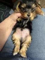 Boy, a male Yorkshire Terrier for sale in Cincinnati, OH – 3 of 7