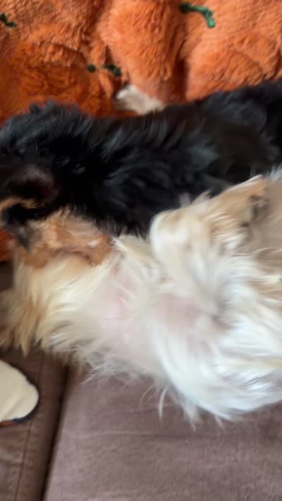 Yorkie parti male ckc, a male Yorkshire Terrier for sale in Cincinnati, OH – 4 of 4