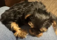 Girl, a female Yorkshire Terrier for sale in Cincinnati, OH – 3 of 6