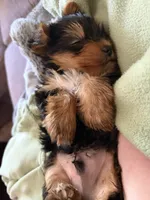 Yorkie parti male ckc, a male Yorkshire Terrier for sale in Cincinnati, OH – 2 of 4