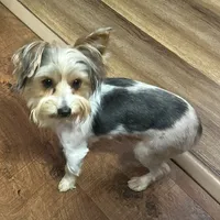 Boy, a male Yorkshire Terrier for sale in Cincinnati, OH – 7 of 7