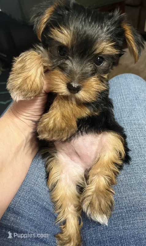 Girl – Yorkshire Terrier puppy for sale in Cincinnati, OH