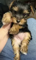Girl, a female Yorkshire Terrier for sale in Cincinnati, OH – 1 of 6
