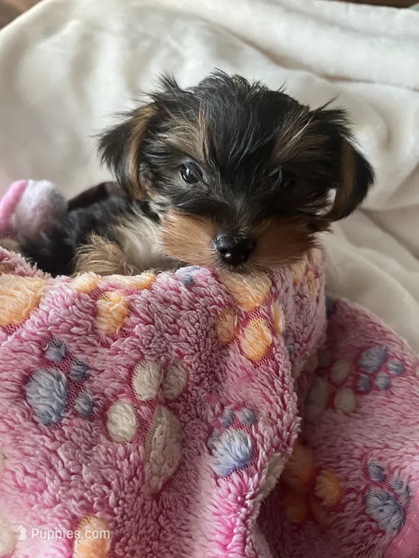 Girl – Yorkshire Terrier puppy for sale in Cincinnati, OH