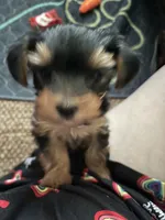 Boy, a male Yorkshire Terrier for sale in Cincinnati, OH – 2 of 7