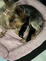 Boy, a male Yorkshire Terrier for sale in Cincinnati, OH – 6 of 7