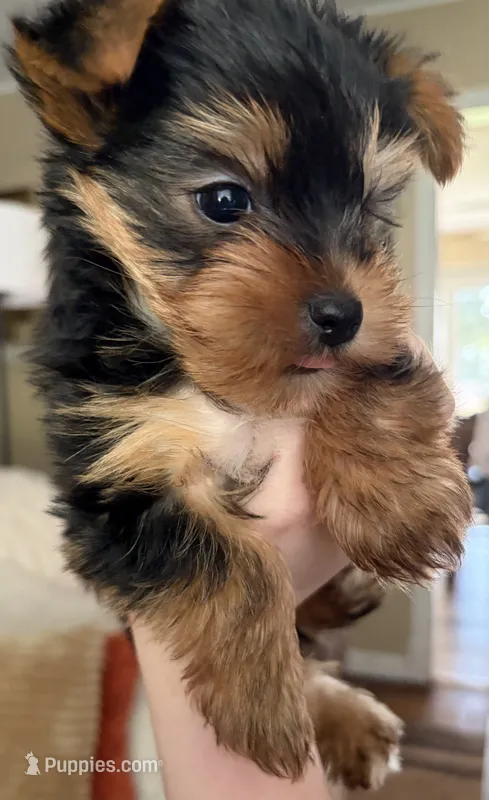 Yorkie parti male ckc – Yorkshire Terrier puppy for sale in Cincinnati, OH