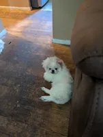 Shelly, a female Pekingese for sale in Wayne, MI – 3 of 3