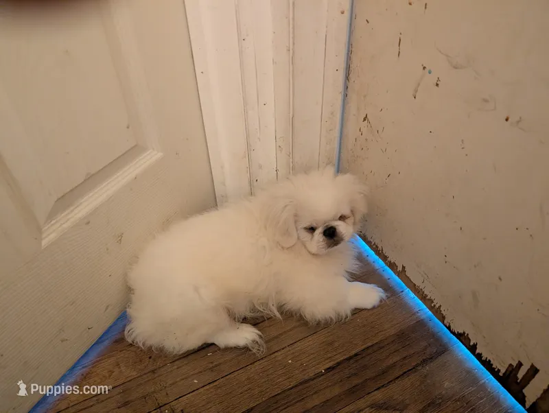 Pirate – Pekingese puppy for sale in Wayne, MI