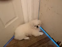 Pirate, a male Pekingese for sale in Wayne, MI – 1 of 3