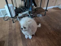 Roby, a male Pekingese for sale in Wayne, MI – 3 of 3