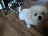 Roby, a male Pekingese for sale in Wayne, MI – 1 of 3