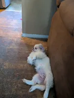 Shelly, a female Pekingese for sale in Wayne, MI – 2 of 3