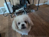 Roby, a male Pekingese for sale in Wayne, MI – 2 of 3
