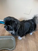 Glenn, a male Pekingese for sale in Wayne, MI – 3 of 3