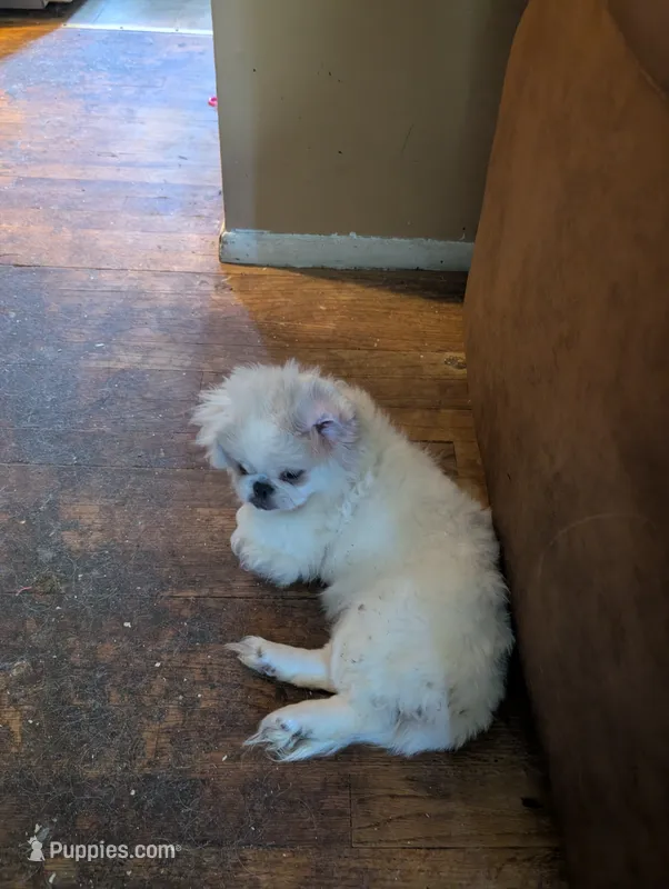Shelly – Pekingese puppy for sale in Wayne, MI