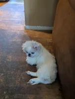 Shelly, a female Pekingese for sale in Wayne, MI – 1 of 3