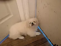 Pirate, a male Pekingese for sale in Wayne, MI – 3 of 3