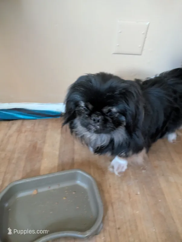 Glenn – Pekingese puppy for sale in Wayne, MI