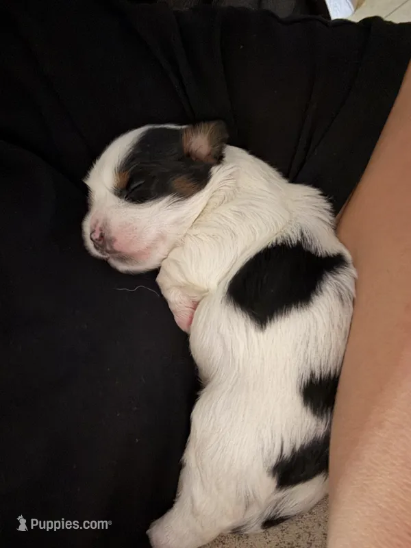 Charlie – Biewer puppy for sale in West Alexandria, OH