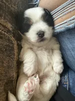 Charlie, a male Biewer for sale in West Alexandria, OH – 3 of 7