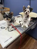 Charlie, a male Biewer for sale in West Alexandria, OH – 6 of 7