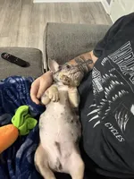 Dolph, a male French Bulldog for sale in Memphis, TN – Photo 6 of 7