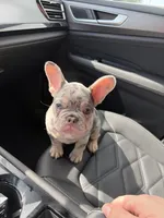 Dolph, a male French Bulldog for sale in Memphis, TN – Photo 7 of 7