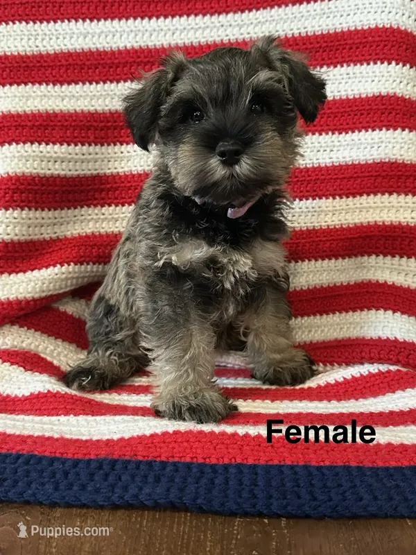 Female mini schnauzer – Miniature Schnauzer puppy for sale in Maple Hill, KS