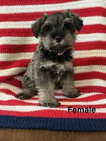 Female mini schnauzer, a female Miniature Schnauzer for sale in Maple Hill, KS – 1 of 1