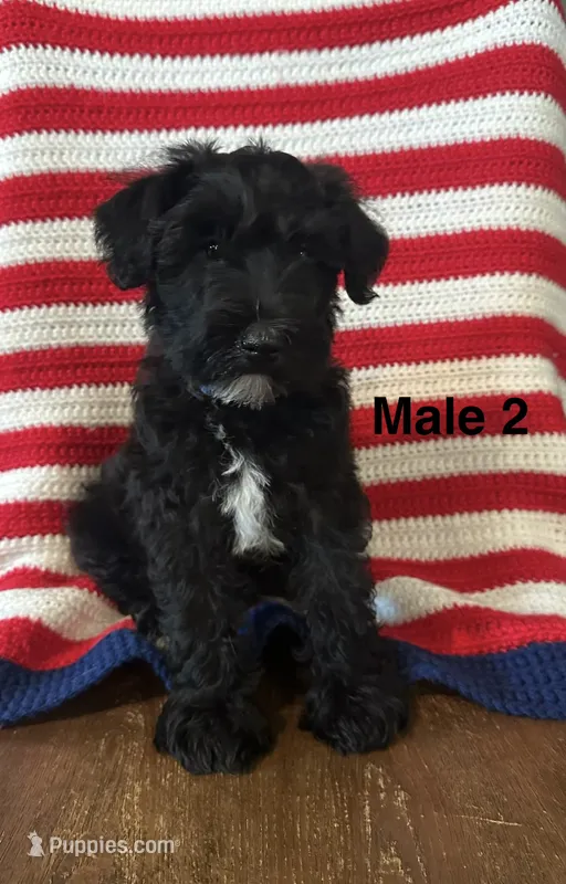 Male mini schnauzer – Miniature Schnauzer puppy for sale in Maple Hill, KS