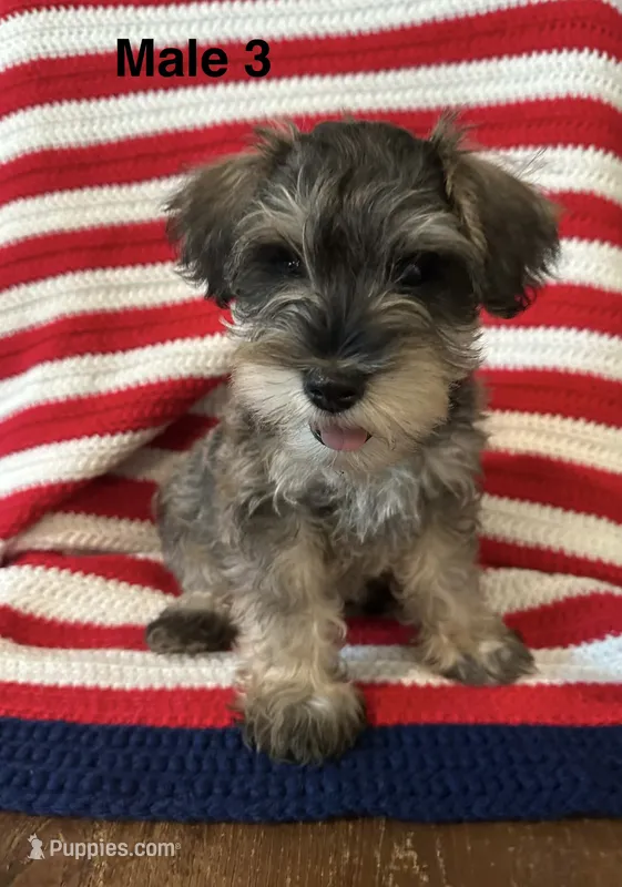 Male mini schnauzer – Miniature Schnauzer puppy for sale in Maple Hill, KS