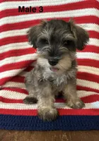 Male mini schnauzer, a male Miniature Schnauzer for sale in Maple Hill, KS – 1 of 1