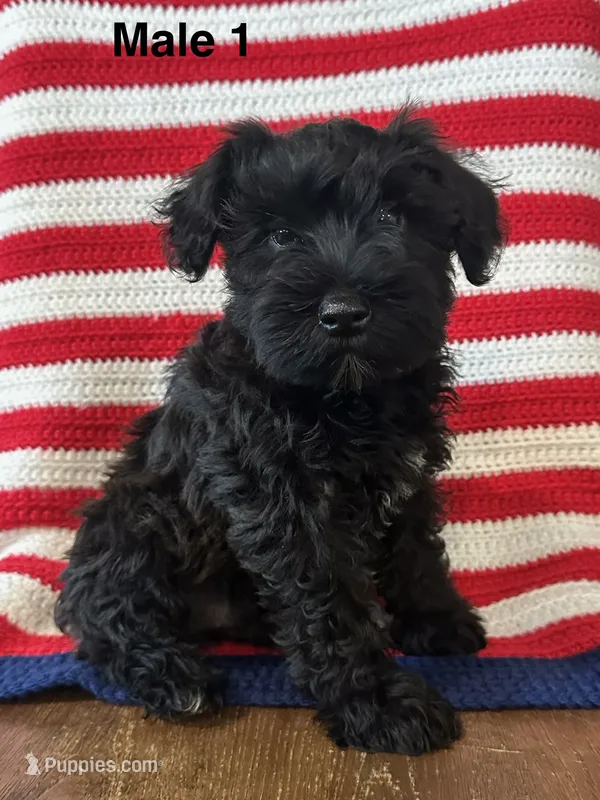 Male mini schnauzer – Miniature Schnauzer puppy for sale in Maple Hill, KS