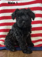 Male mini schnauzer, a male Miniature Schnauzer for sale in Maple Hill, KS – 1 of 1