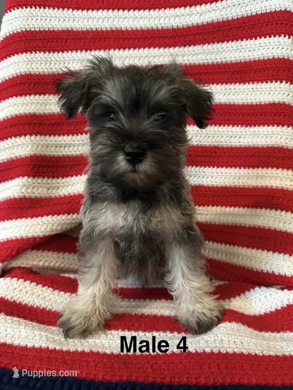 Male miniature schnauzer – Miniature Schnauzer puppy for sale in Maple Hill, KS