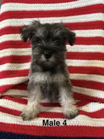 Male miniature schnauzer, a male Miniature Schnauzer for sale in Maple Hill, KS – 1 of 1