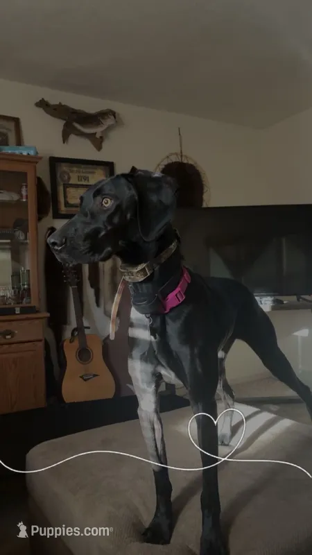 Luna  – Vizsla, Weimaraner puppy for sale in Nekoosa, WI
