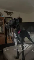 Luna , a female Vizsla and Weimaraner for sale in Nekoosa, WI – 1 of 5