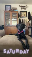 Luna , a female Vizsla and Weimaraner for sale in Nekoosa, WI – 3 of 5