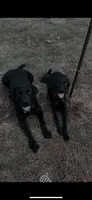 Luna , a female Vizsla and Weimaraner for sale in Nekoosa, WI – 5 of 5
