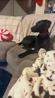 Luna , a female Vizsla and Weimaraner for sale in Nekoosa, WI – 4 of 5