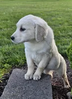 Annie, a female English Cream Golden Retriever for sale in Rock Stream, NY – 2 of 2
