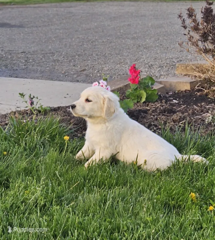 Annie – English Cream Golden Retriever puppy for sale in Rock Stream, NY