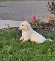 Annie, a female English Cream Golden Retriever for sale in Rock Stream, NY – 1 of 2