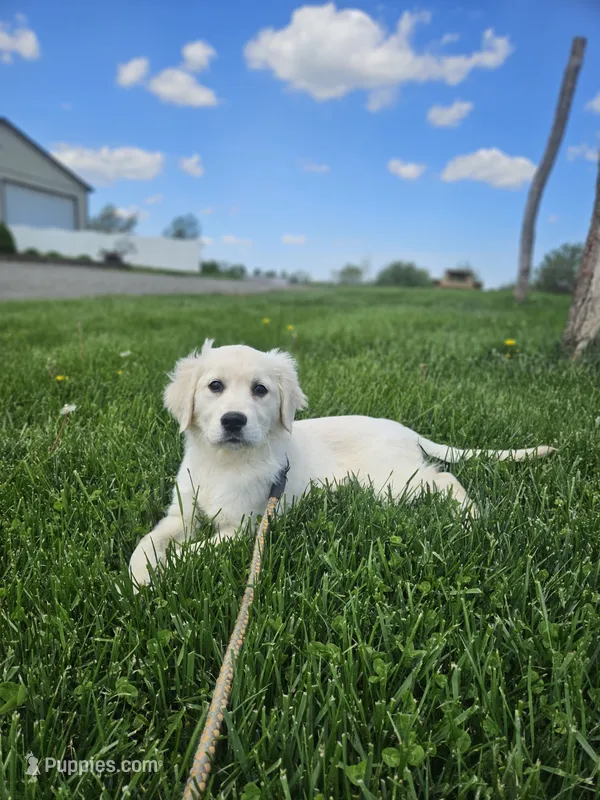 Ashley – English Cream Golden Retriever puppy for sale in Rock Stream, NY