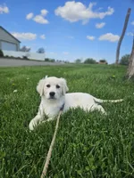 Ashley, a female English Cream Golden Retriever for sale in Rock Stream, NY – 1 of 1