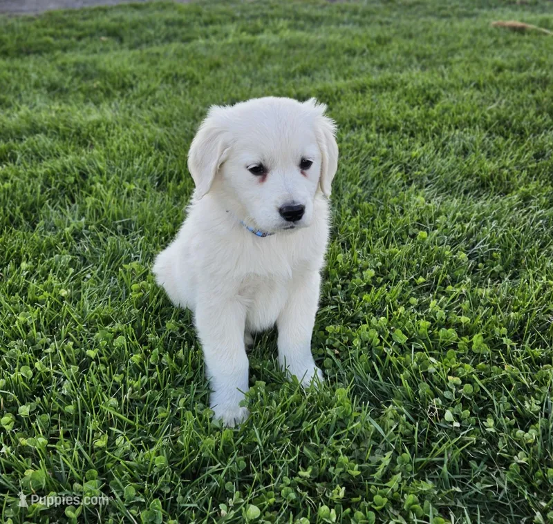 Benni – English Cream Golden Retriever puppy for sale in Rock Stream, NY