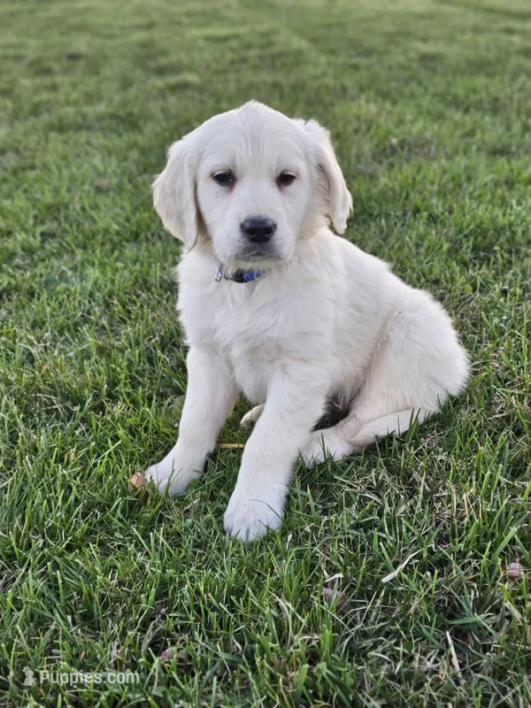 Bo  – English Cream Golden Retriever puppy for sale in Rock Stream, NY